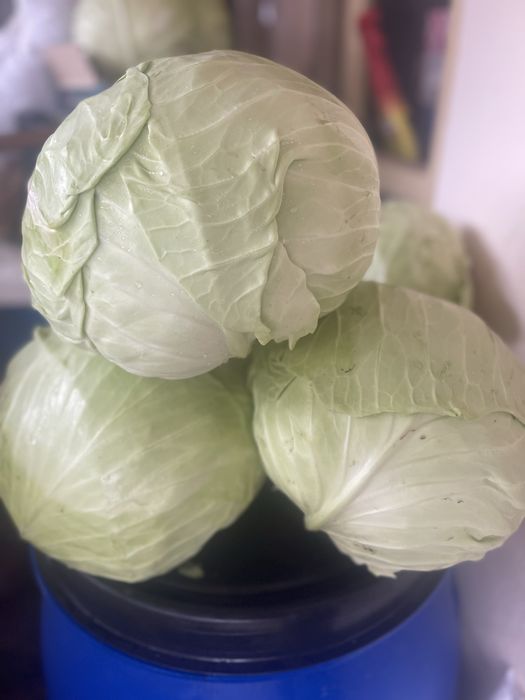 Varza kilaherb de vanzare direct din camp