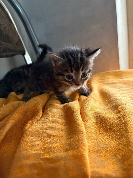 Отдам котят в добрые руки.