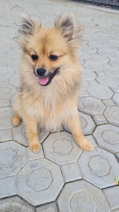 Spitz Pomeranian