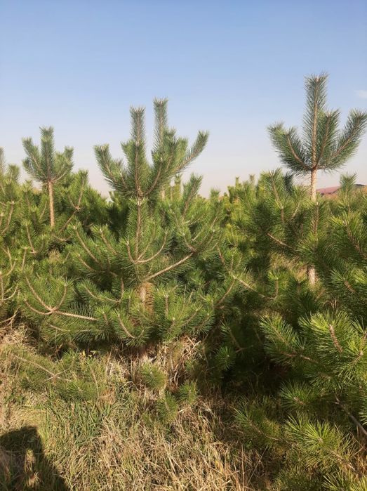 Сосны  обычные и крымские