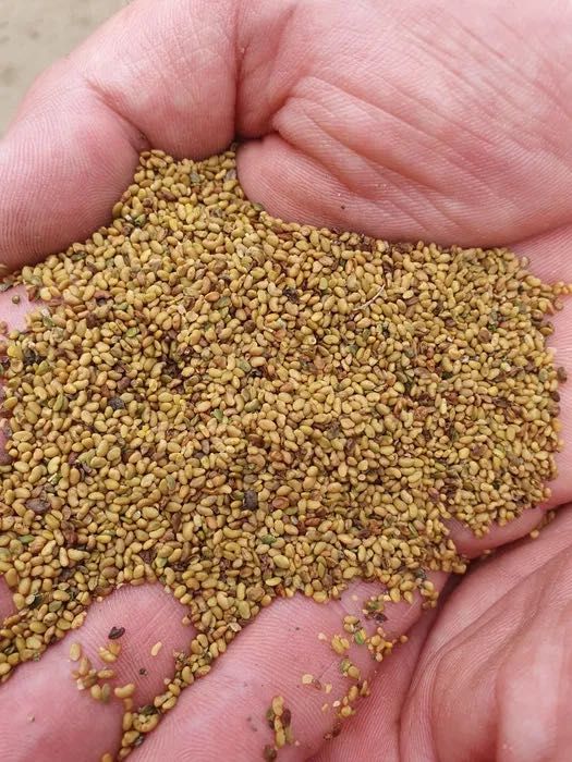 Semințe lucernă selectată