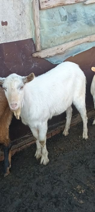 Vând țapi alpin francez și sannen