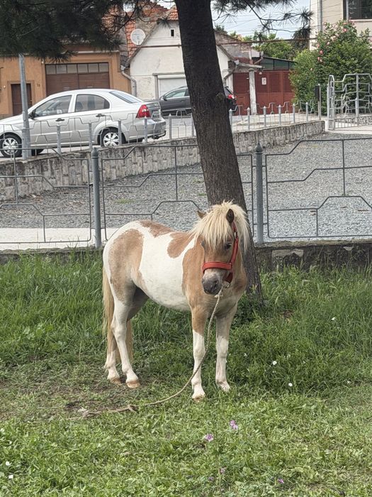 Vand 3 ponei fumosi si blanzi