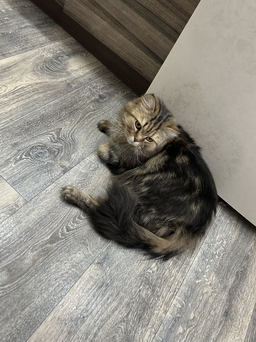 Отдам в добрые руки