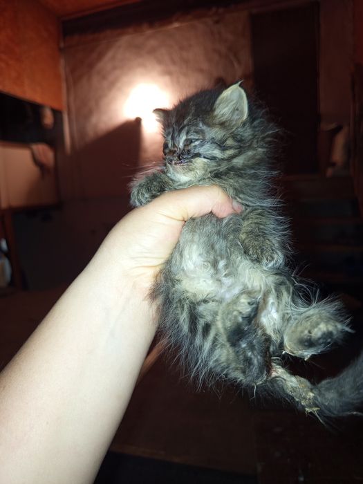 Котята читайте внимательно