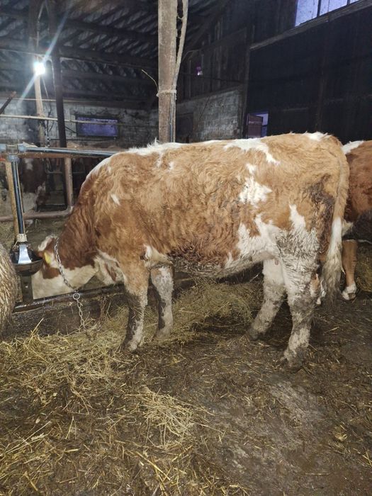 Vînd junincă în 18 Aprilie i se împlinește vremea