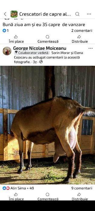 Lapte de capra alpina franceza!