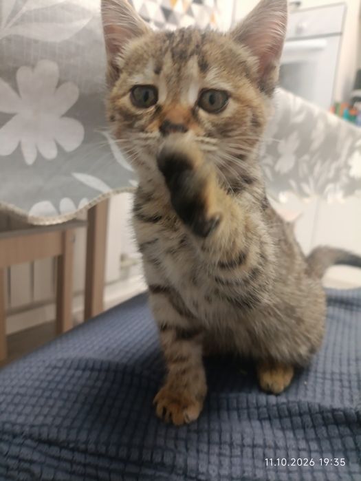 Котенок срочно ищет дом!!!