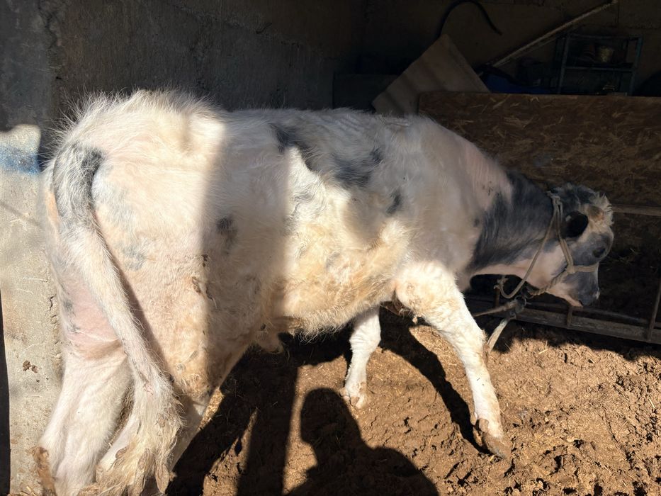 3 бука сатылады.