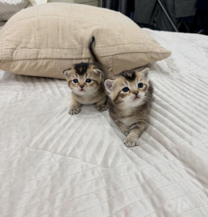 Продаются котята шиншиллы