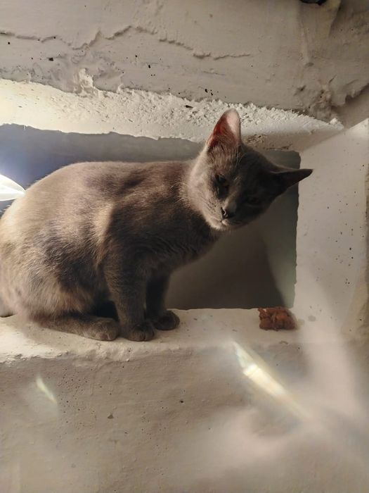 Отдам кота и кошек в добрые