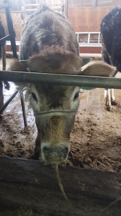 Продам бычков выгыдна