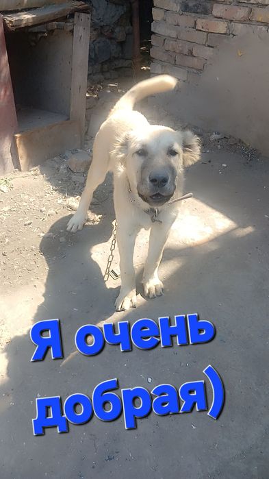 Животное. Щенок. Алабай.