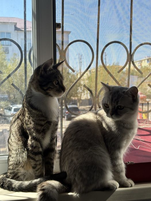 Шотланка прямоухая