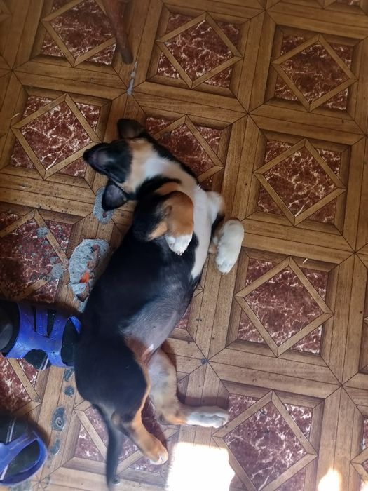Собака щенок собачка