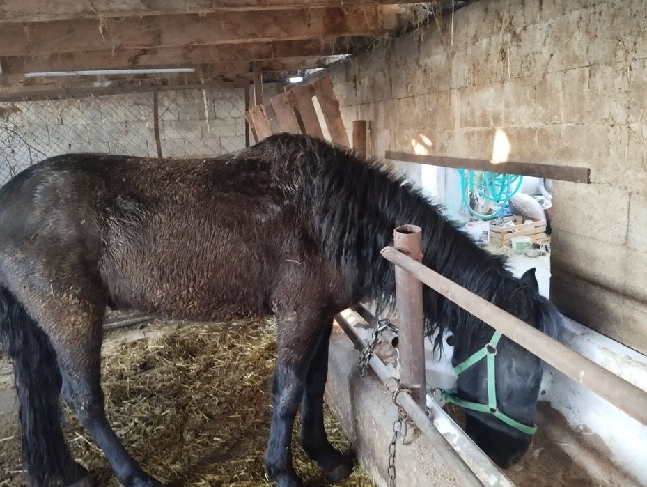 Продам жеребца 2,5 года