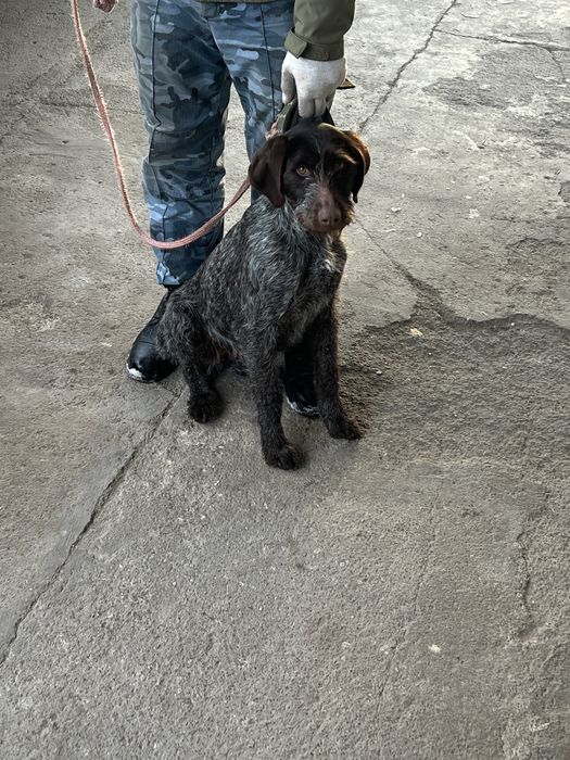 Продам дратхара сучка