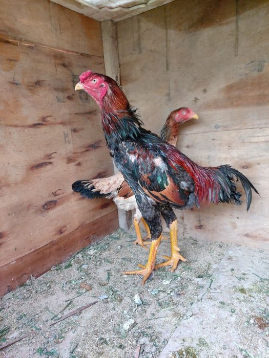 Dakan xuruz sotiladi