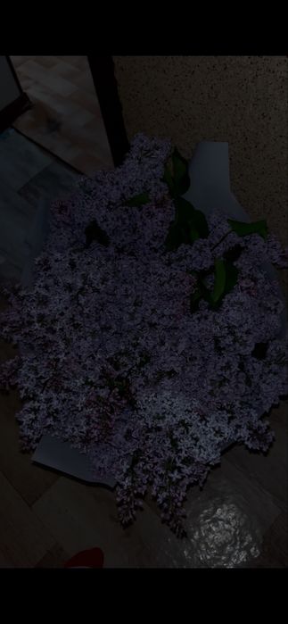 Апрельская сирень