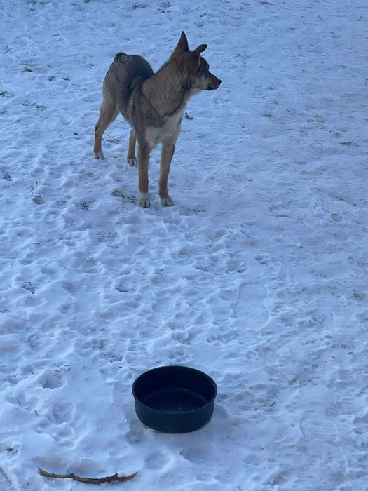 Donez doua  cateluse