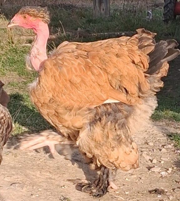 Găini brahma și metis