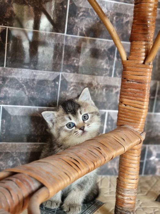 Серебристый шиншила