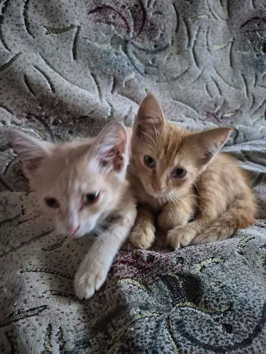 Отдам котят бесплатно
