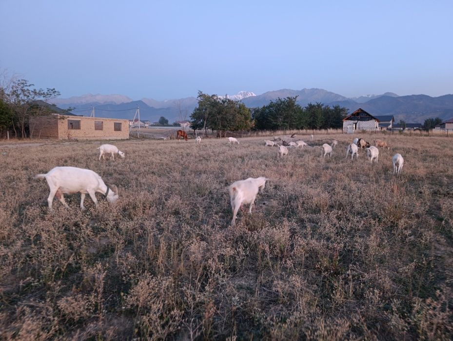Сүтті ешкілер сатылады