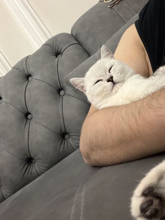 Продоется котёнок