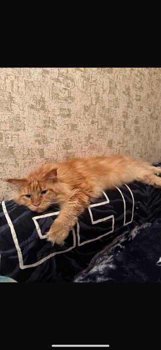 Отдаем кота Мейн-кун