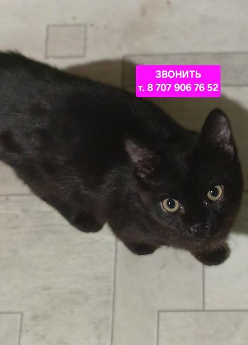 Котёнок мальчик 5 мес