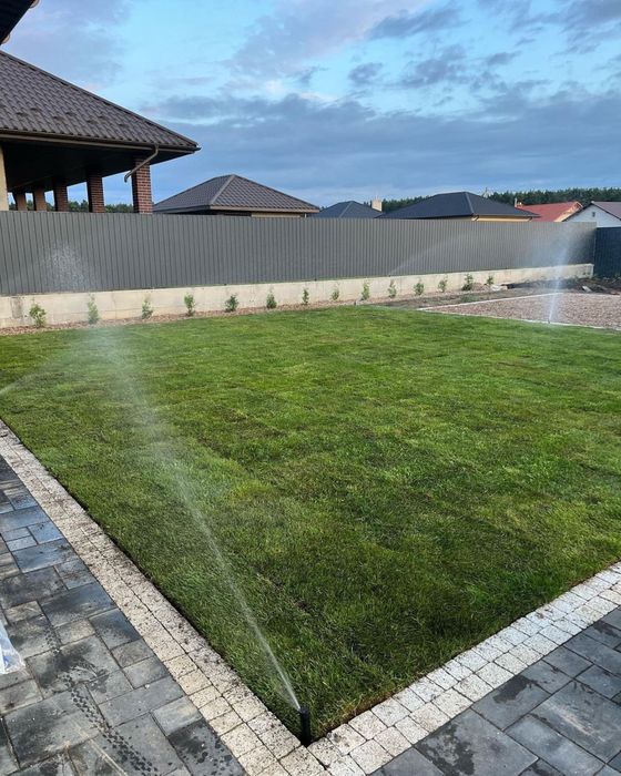 Готовый газон,газон рулонного,дайын газон