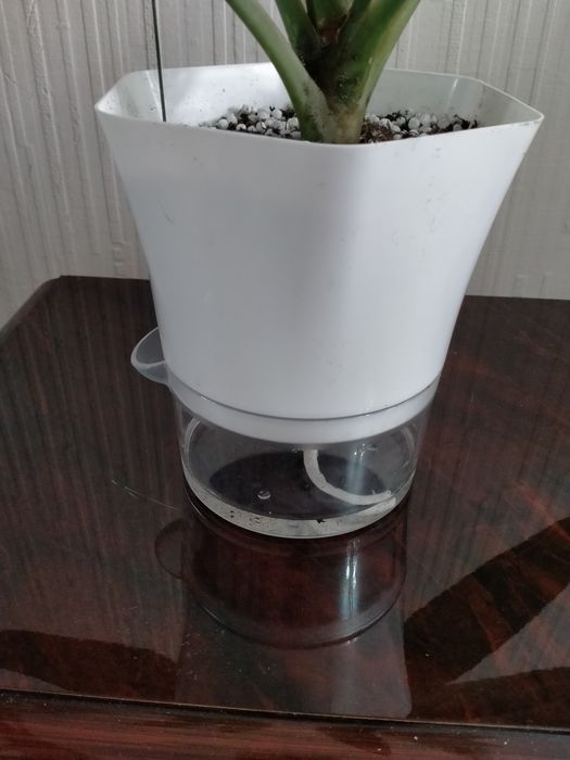 Продам аглаонему