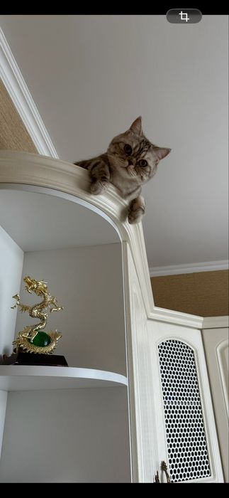 Шотландский кот