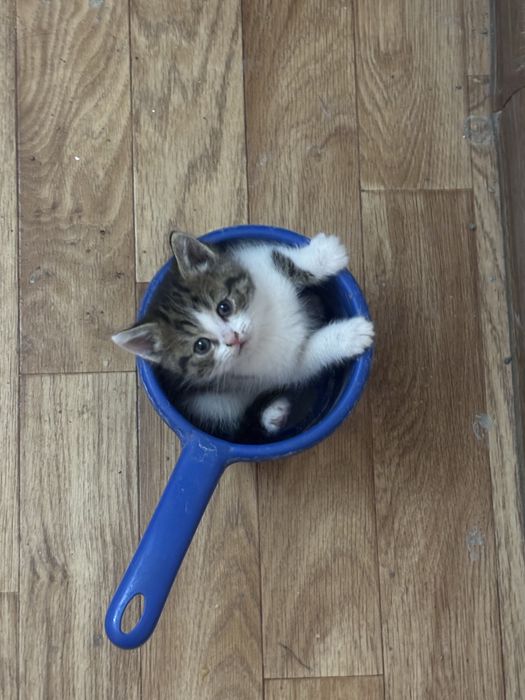 Маськам нужен хороший дом