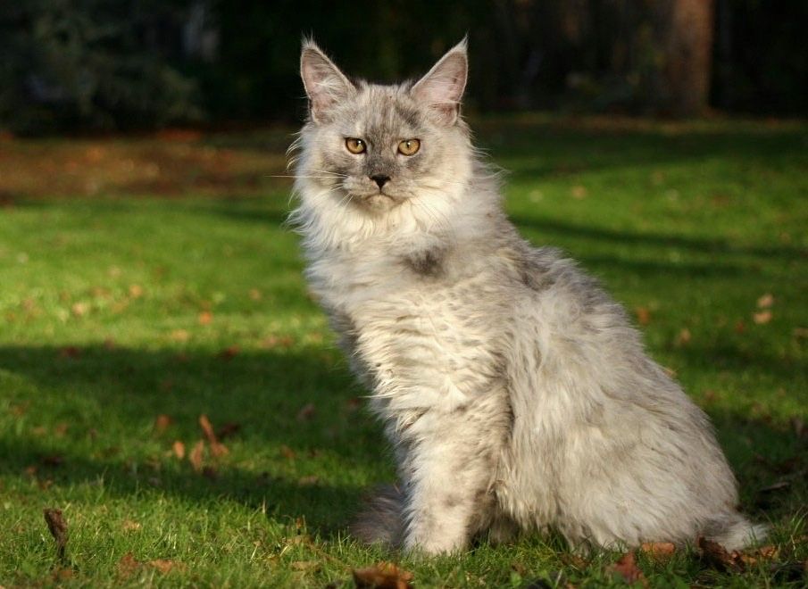 Мейн Куун (Maine Coon)