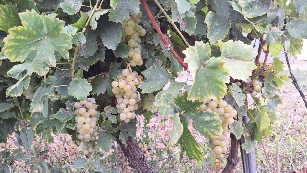 Struguri pentru vin