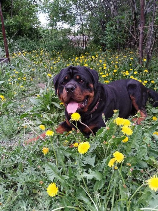 Кабель ротвейлер для вязки