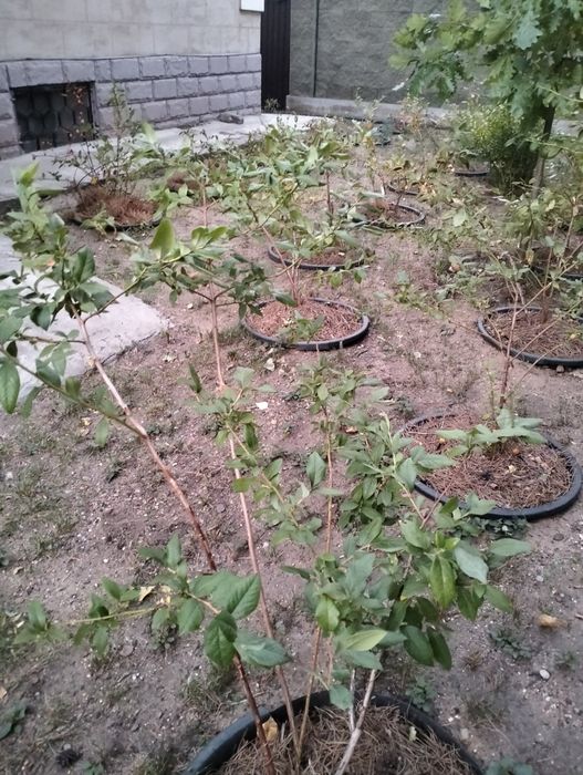 Продам кусты голубики