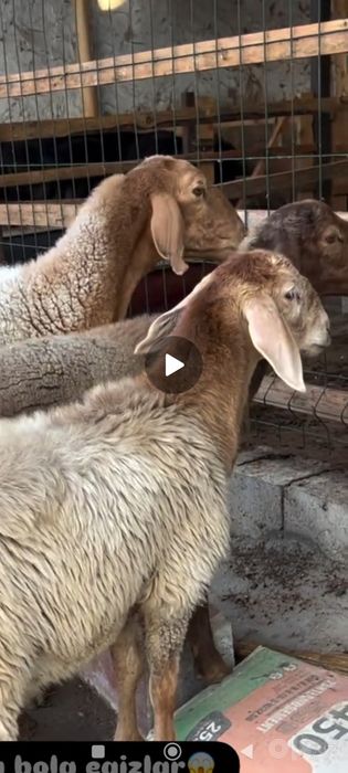 Бугоз солу ку́й куй она бола куйлар сотилади