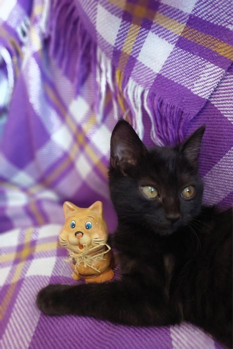 Котенок в любящие рукии