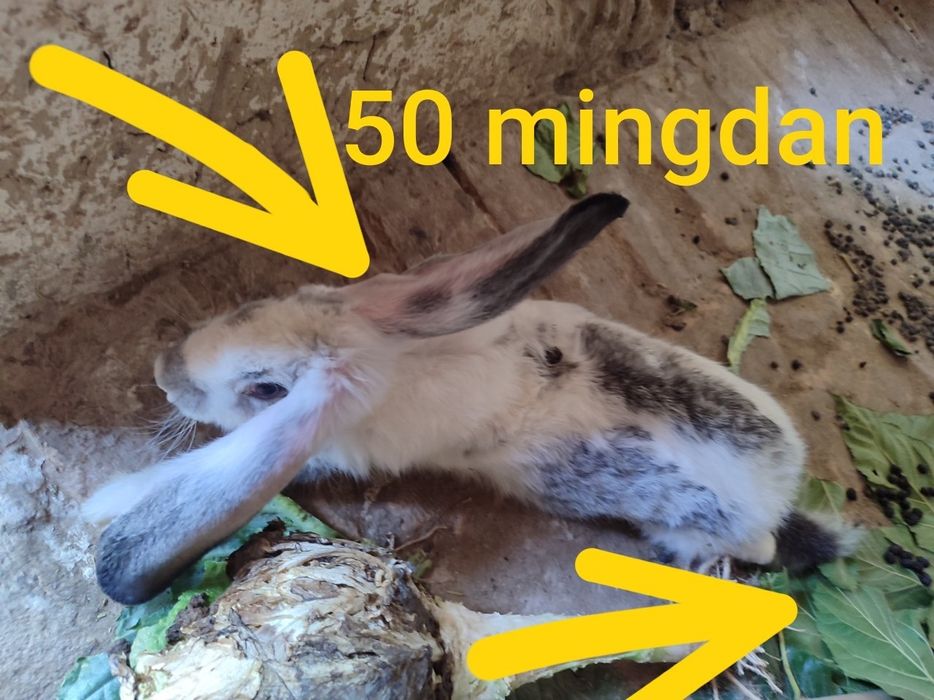 Quyonlar arzon NAVOIY