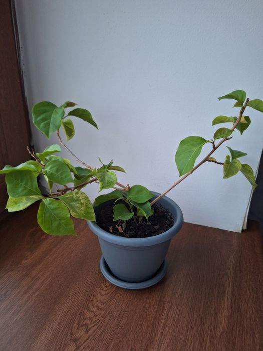 Продам цветок Бугенвили