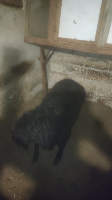 Жемде турган Токты сатылады