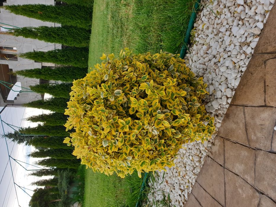 Ewonimus (plante ornamentale)