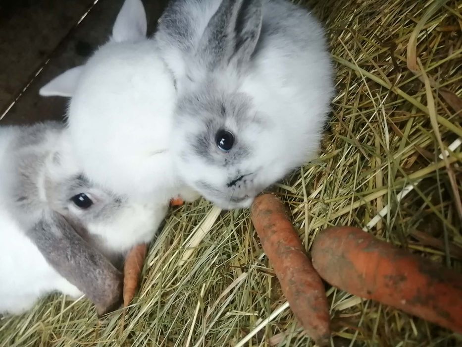 Iepuri berbec germán pitic