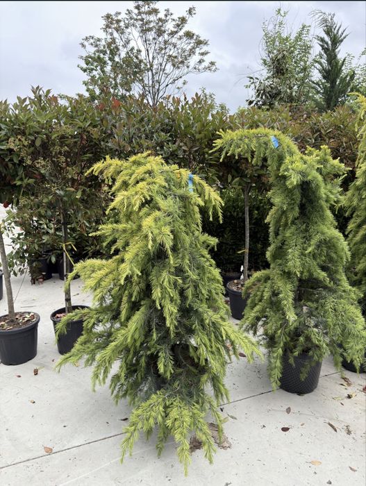 Plante ornamentale
