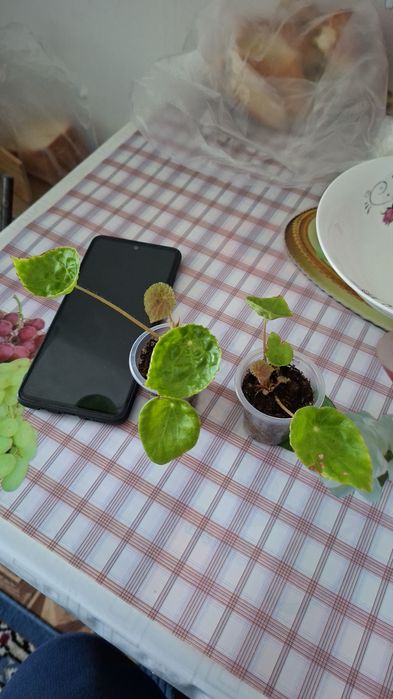 Комнатные цветы молодые