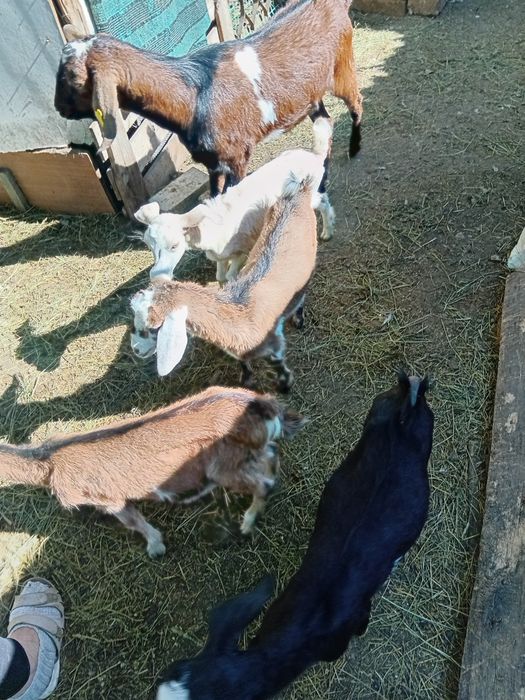 Продам коз молочные