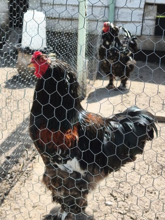 Cocosi Brahma de vanzare